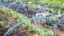 WRAP found that almost 20% of all lettuces grown in the UK went unharvested in 2015, with 38,000 tonnes lost across the sector